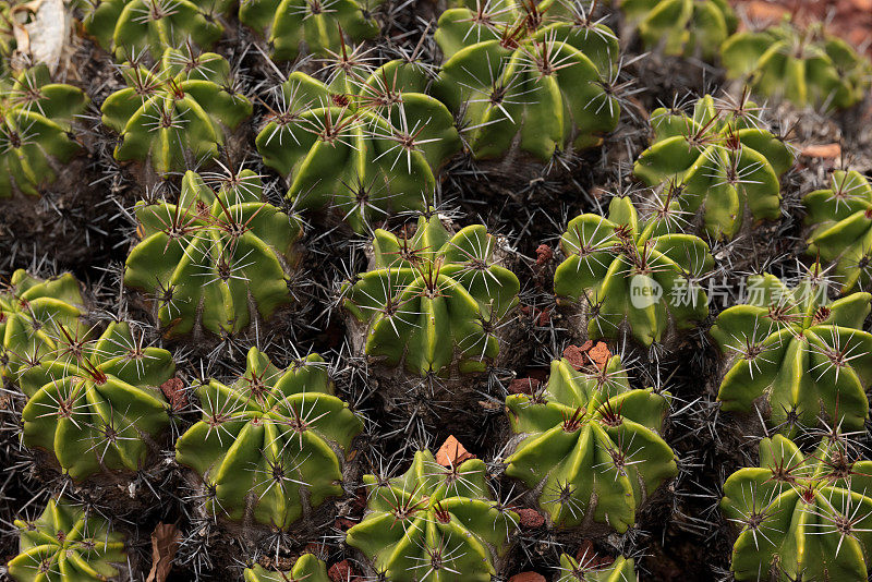 一小群仙人掌，Ferocactus robustus，来自墨西哥南部